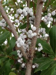 Image result for Myrica salicifolia