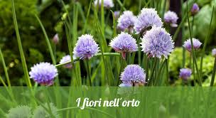 Orto fiori primaverili piccoli fiori piante selvatiche alberi da frutto fiori bianchi giardino giardini di erbe piante commestibili. I Fiori Nell Orto Orto24