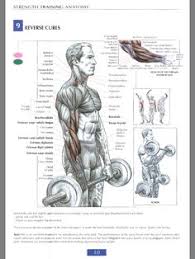 We all know that the biceps are the show muscle for your physique. 22 Workout Arms Ideas Workout Workout Chart Arm Workout