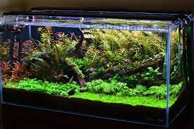 Low Tech Tank Show And Tell Low Tech Can Be Lush Too Page 130 The Planted Tank Forum Fish Tank Aquarium Lighting Planted Aquarium