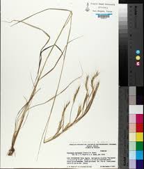 Image result for Andropogon fastigiatus