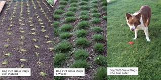 For a shorter lawn, mowing once per month is sufficient (normal grass often needs weekly mowing). Pin On Garden