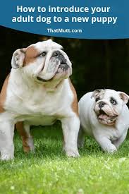 We did not find results for: How To Introduce Your Dog To A Puppy Thatmutt Com