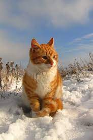 Persik, a cat from the past by Mari-Ghostly on deviantART | Рыжие полосатые  кошки, Сумасшедшие кошки, Оранжевые кошки