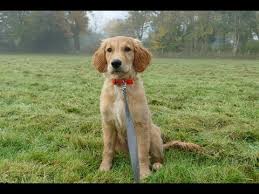 Maybe you would like to learn more about one of these? Daisy 15 Week Old Golden Retriever Puppy 2 Weeks Residential Dog Training Youtube