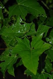 Image result for Sterculia appendiculata