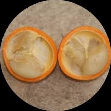 Image result for Landolphia