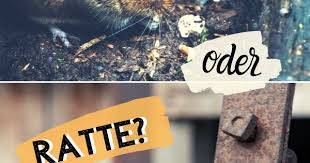 Wuhlmaus Oder Ratte So Erkennen Sie Die Unterschiede Ratte Ratten Vertreiben Tiere