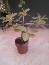 Image result for Synadenium grantii