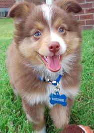 Dexter The Miniature Australian Shepherd Puppies Daily Pupp Miniature Australian Shepherd Puppies Australian Shepherd Puppies Miniature Australian Shepherd