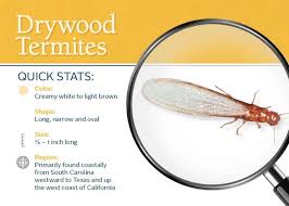 Ope Everyone Is Having A Great Afternoon Today S Blog We Are Talking About Dry Wood Termites Http Www Allianc Termite Damage Drywood Termites Wood Termites