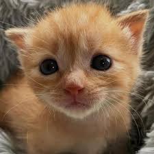 I know I won't get a kiss 💋 because I'm not pretty 😕💔 . . . . . . .  #jenniferlopez #alexandradaddario #AngelinaJolie #MeganFox #margotrobbie  #chrisevans #ChristianBale #AnneHathway #BrieLarson #ScarlettJohansson  #elizabetholsen #JenniferLopez #