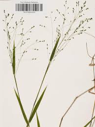 Image result for Panicum merkeri