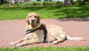 We also insure service dogs, therapy dogs, working dogs (bomb sniffers, narcotic sniffers, etc.), guard dogs, and more. How To Get A Service Dog For Anxiety Or Depression And The Costs Of It