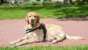 A service dog for anxiety will be specifically trained to assist anxiety sufferers with a range of tasks, in addition to being a loyal friend. How To Get A Service Dog For Anxiety Or Depression And The Costs Of It