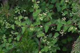 Image result for Helinus