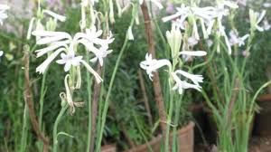 White flowers names in telugu. Rajanigandhi Sugandaraja Tube Rose Gardening