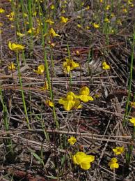 Image result for Utricularia scandens