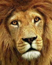 I Can T See A Lion Without Thinking Of That Video Where The Man Lets The Lion Loose In Captivity And Then Sees It Years Later Animals Beautiful Lions Wild Cats
