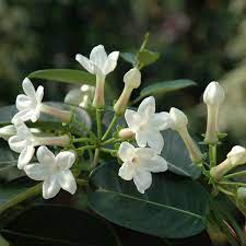 Una pianta ogni 80 cm. Stephanotis Floribunda Viridea