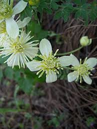 Image result for Clematis uhehensis