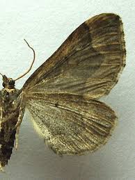 Image result for Pelurga comitata