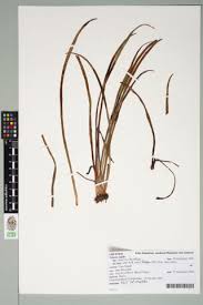 Image result for Vittaria elongata