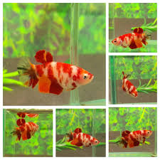 Live Betta Fish Koi Nemo So Cute Halfmoon Plakat Female D16 Betta Fish Betta Fish