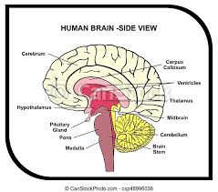 The outside of a bone is covered in a thin layer of dense irregular connective tissue called the periosteum. Human Brain Anatomy Diagram Cross Section With All Lobes And Parts For Medical Science Education Canstock