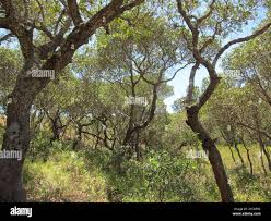 Image result for Uapaca nitida