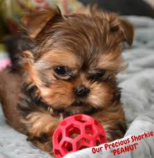 Reputable yorkie breeders in california, teacup puppies, miniature yorkie adoption puppies for sale, parti yorkies puppies near me, teacup puppies, chocolate yorkies, traditional yorkies, merle yorkies, reputable breeder ca, healthy yorkie puppies, Teacup Yorkies For Sale In Tn Teacup Parti Yorkies For Sale In Tn Yorkie Breeder In Tennessee Parti Yorki Shorkie Puppies Yorkie Puppy Yorkie Puppy For Sale