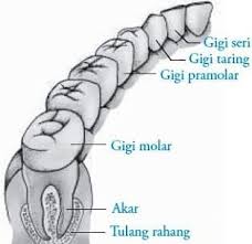 Seorang dokter gigi memiliki kompetensi atau keahlian dalam mendiagnosis, mengobati, dan memberikan edukasi tentang pencegahan berbagai masalah kesehatan gigi, gusi, dan mulut. Pengertian Gigi Bagian Lapisan Susunan Macam Contoh