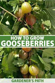 They're the ideal choice for anyone new to growing fruit. How To Grow Gooseberries