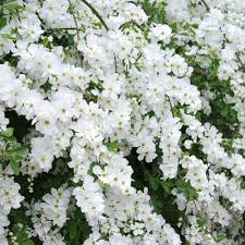 Nomi fiori i bulbi sono difficilissimi da trovare nei normali negozi per fioristi, infatti, rarissimamente, presso i distributori, visita : 16 Idee Su Piante Da Comprare Piante Giardinaggio Idee Di Giardinaggio