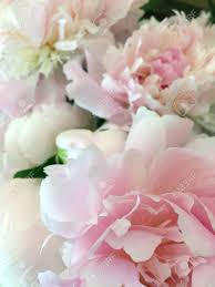 We did not find results for: Beautiful Light Pink And Pink Flower Peony Beautiful Fresh Cut Bouquet Spring Flower Peonies Fower Isolated A Macro Closeup Of Bunch Bouquet A Beautiful Pink Peony Stock Photo Picture And Royalty Free