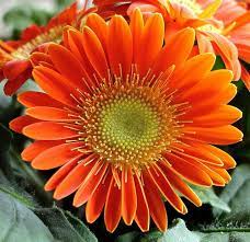 Mini Gerbera Gerbera Planting Flowers Beautiful Flower Arrangements