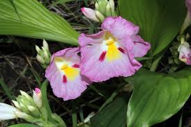 Image result for Siphonochilus aethiopicus