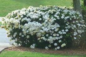 Originaria del texas e della louisiana meridionale, la gaura lindheimeri è una pianta erbacea perenne riconoscibile dall'infiorescenza che ricorda piccole orchidee, di quattro petali e di color bianco o rosa. S Di Siepe E Sempreverdi Piante Da Vaso E Per Piccoli Giardini