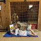 Read with Rescues at Red Bell Run