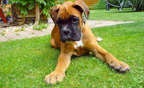 Boxer Puppies Dog Breed Information Temperament And Price