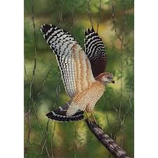 Hawk - Wikipedia