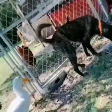 Pin By Elif Guzelyurt On Video Dog Friend Video In 2020 Funny Animals Cute Animals Cute Dogs