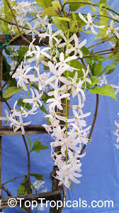 Image result for Petrea volubilis
