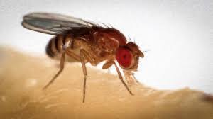 how to kill fruit flies, sewer flies or