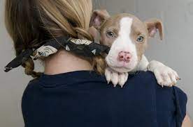 Grreat (merrifield) seva grreat (yorktown) Humane Rescue Alliance Reviews And Ratings Washington Dc Donate Volunteer Review Greatnonprofits