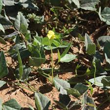 Image result for Vigna radicans