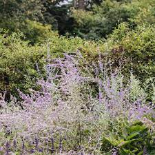 Im folgenden finden sie eine liste von hirtresistenten sträuchern für zone 7 (denken sie daran, dass selbst widerstandsfähige pflanzen. 10 Best Deer Resistant Shrubs For Landscaping