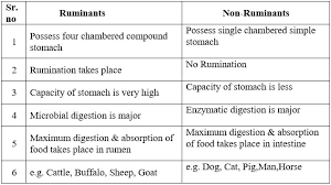 How is the muscularis externa of the stomach modified? What Is Ruminant Ruminant Digestive System Indiancattle