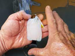 Below are 46 working coupons for saltwater fish for sale free shipping from reliable websites that we have updated for users to get maximum savings. Hawaii Saltwater Fish Rt Distributors 808 259 9997
