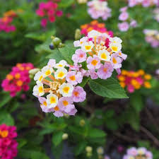 Use images for your pc, laptop or phone. 45 Best Summer Flowers Beautiful Flowers That Bloom All Summer